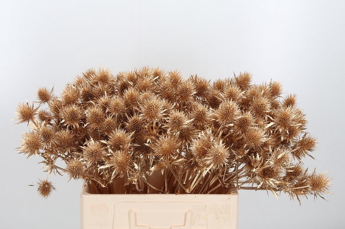 <h4>Eryn Supernova Kl Bh Antiek Goud</h4>