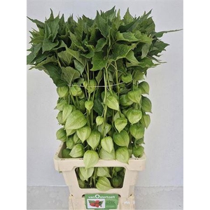 Physalis Lampion Tak 60cm