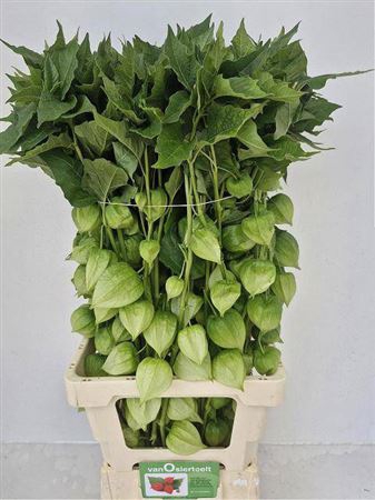<h4>Physalis Lampion Tak 60cm</h4>