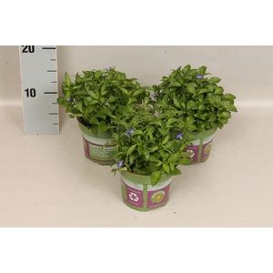 Lobelia Blue