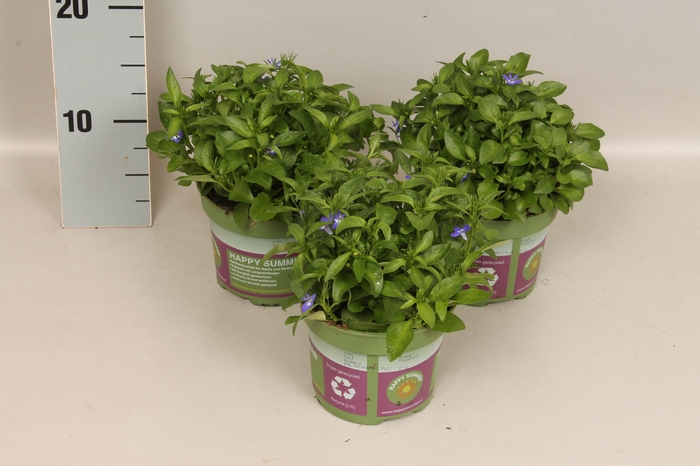 <h4>Lobelia Blue</h4>