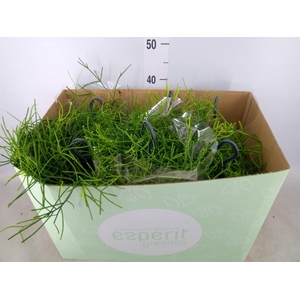 Rhipsalis   ...mix