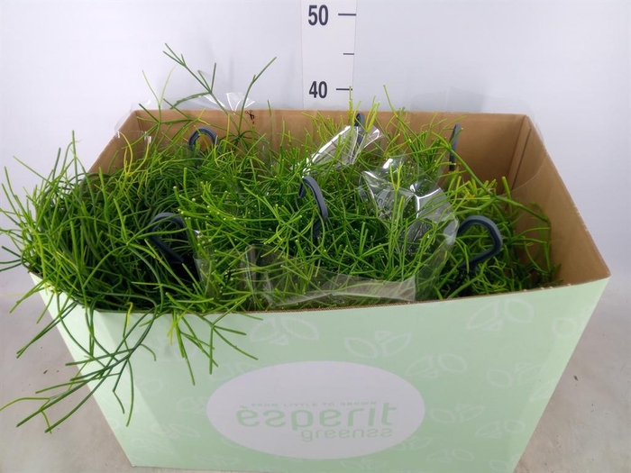 <h4>Rhipsalis   ...mix</h4>