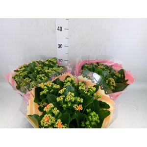 Kalanchoe blos.   ..rosebud mix  5