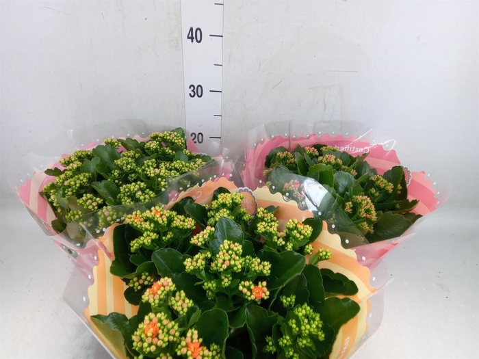 <h4>Kalanchoe blos.   ..rosebud mix  5</h4>
