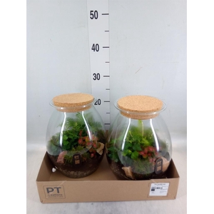 Arr.   Kamerplant Groen H%