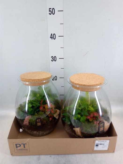 <h4>Arr. Kamerplant Groen H%</h4>