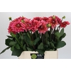 Dahlia Salmon Runner
