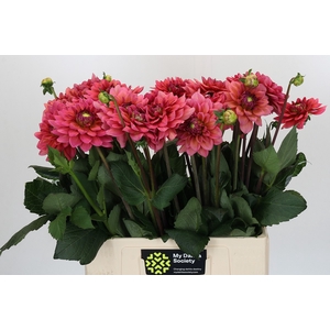Dahlia Salmon Runner