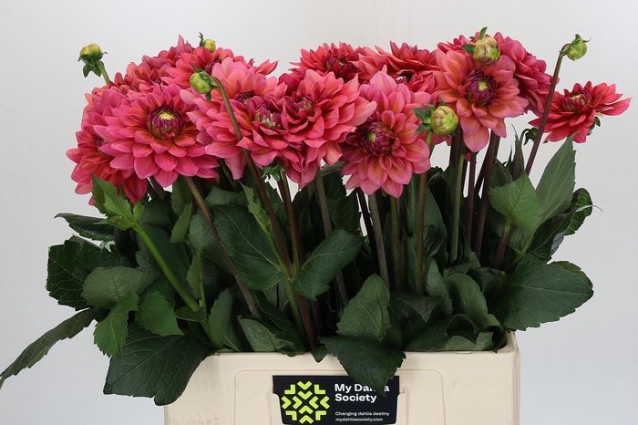 <h4>Dahlia Salmon Runner</h4>