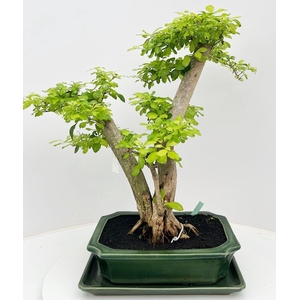 Duranta repense, pot 31 cm, height 60cm. with driptray. (single item)