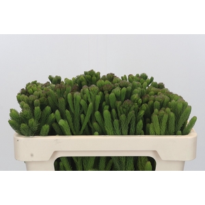 Kaaps Groen Albigreen