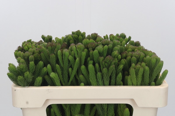 <h4>Kaaps Groen Albigreen</h4>