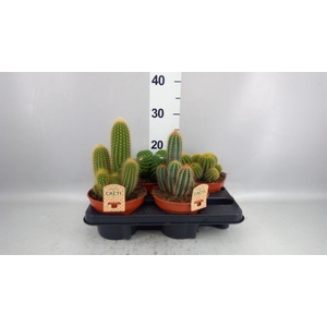 Cactus   ...mix