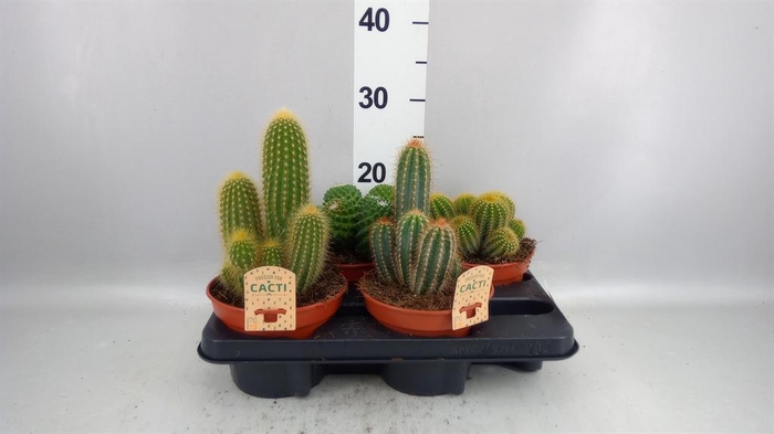 <h4>Cactus   ...mix</h4>