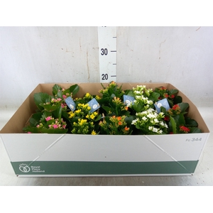 Kalanchoe blos.   ..EN mix