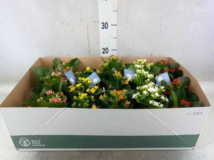 <h4>Kalanchoe blos.   ..EN mix</h4>