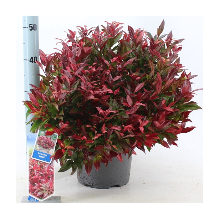 <h4>Leucothoe 'Zeblid'</h4>