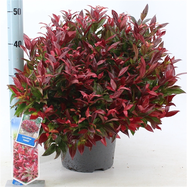 Leucothoe 'Zeblid'