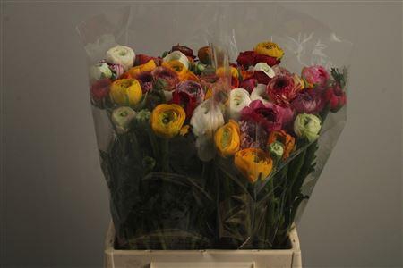 <h4>Ran El. Mixed In Bunch X30</h4>