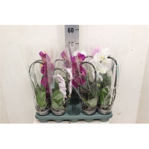 Phal. Flow Mix - 1 Spike 12