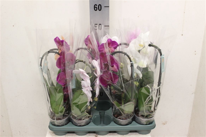 <h4>Phal. Flow Mix - 1 Spike 12</h4>