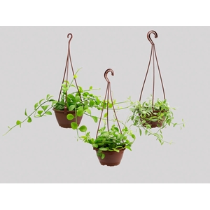 DISCHIDIA C13 VARIADO