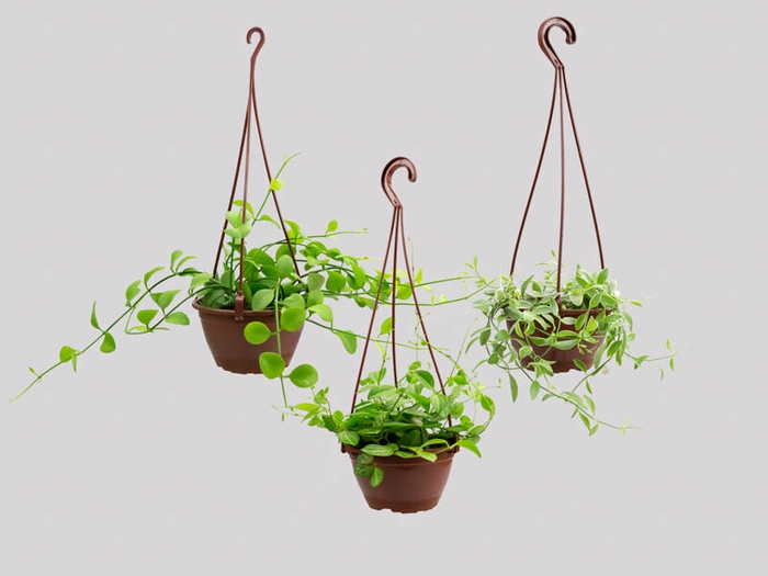 DISCHIDIA C13 VARIADO