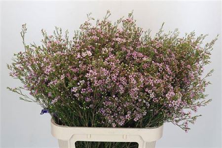 <h4>Chame Early Nir Rose</h4>