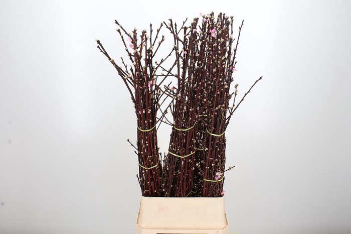 <h4>Prunus Triloba Rose</h4>