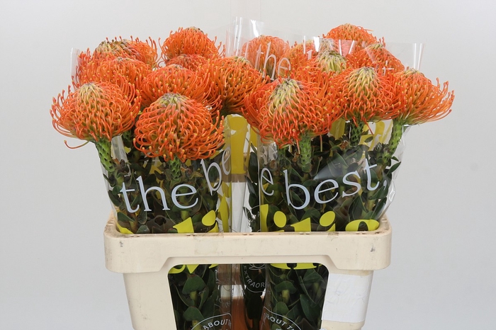 <h4>Nutans Ayoba Orange</h4>