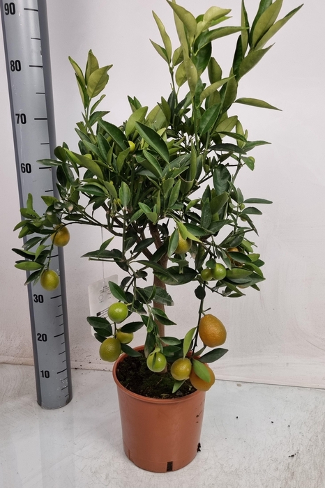 <h4>CITR MARGARITA</h4>