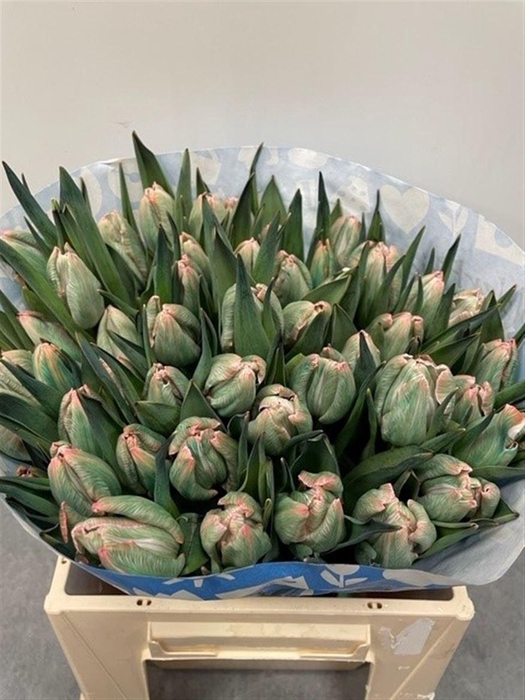 <h4>Tu Kb Tropicana</h4>