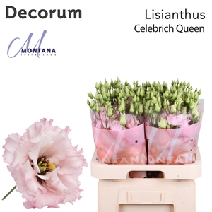 Lisianthus Celebrich queen 70cm