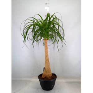 Beaucarnea recurvata