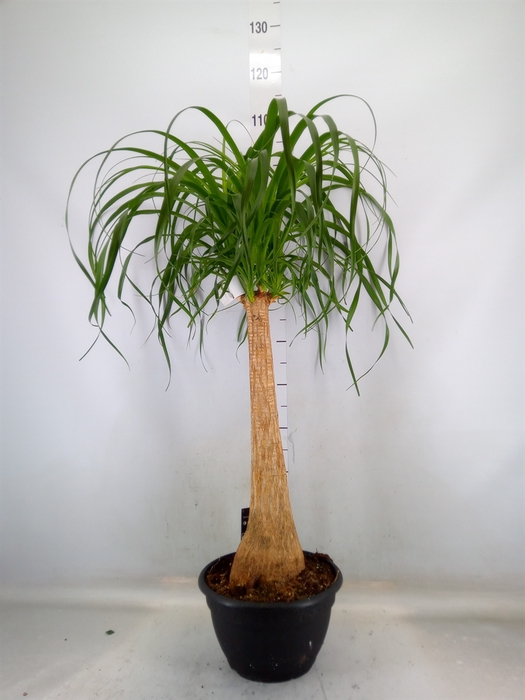 <h4>Beaucarnea recurvata</h4>