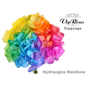 HYDR M RAINBOW 75 CM