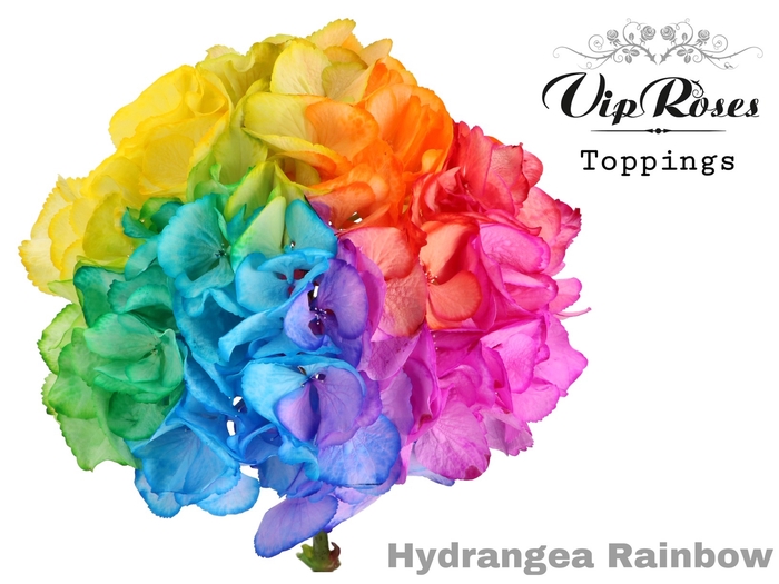 <h4>HYDR M RAINBOW 75 CM</h4>