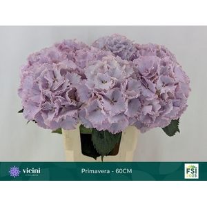 HYDR M MY PRIMAVERA