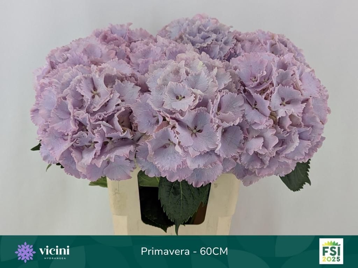 <h4>HYDR M MY PRIMAVERA</h4>