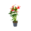 ANTHURIUM OREGON P17 VERMELHO PREMIUM