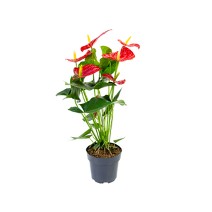 ANTHURIUM OREGON P17 VERMELHO PREMIUM