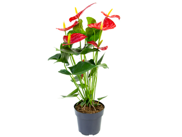 <h4>ANTHURIUM OREGON P17 VERMELHO PREMIUM</h4>