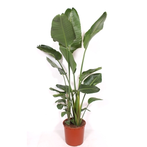 Strelitzia nicolai