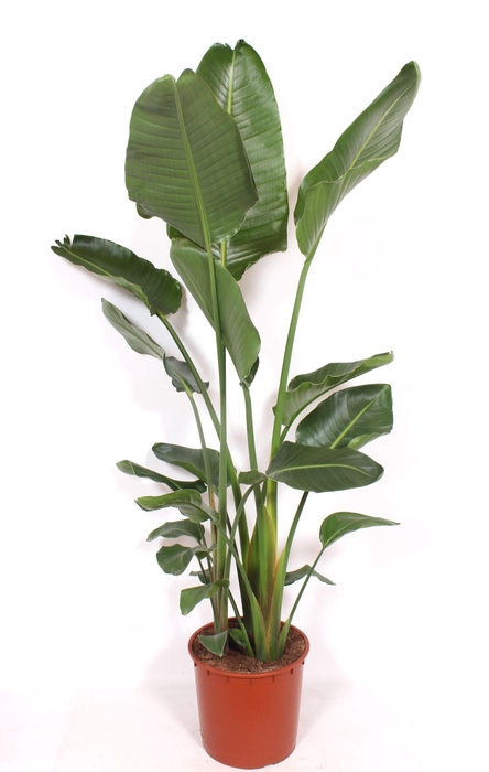 <h4>Strelitzia nicolai</h4>