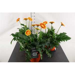 Gerbera 19 Cm. P. Garvinea Sweet Glow