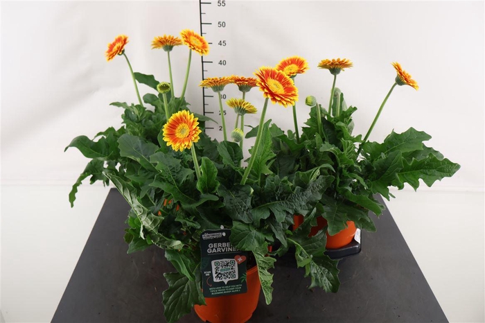 <h4>Gerbera 19 Cm. P. Garvinea Sweet Glow</h4>