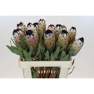 Protea Niobe