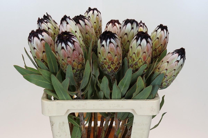 <h4>Protea Niobe</h4>