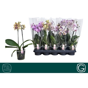 PHAL MF GEM 4 KL